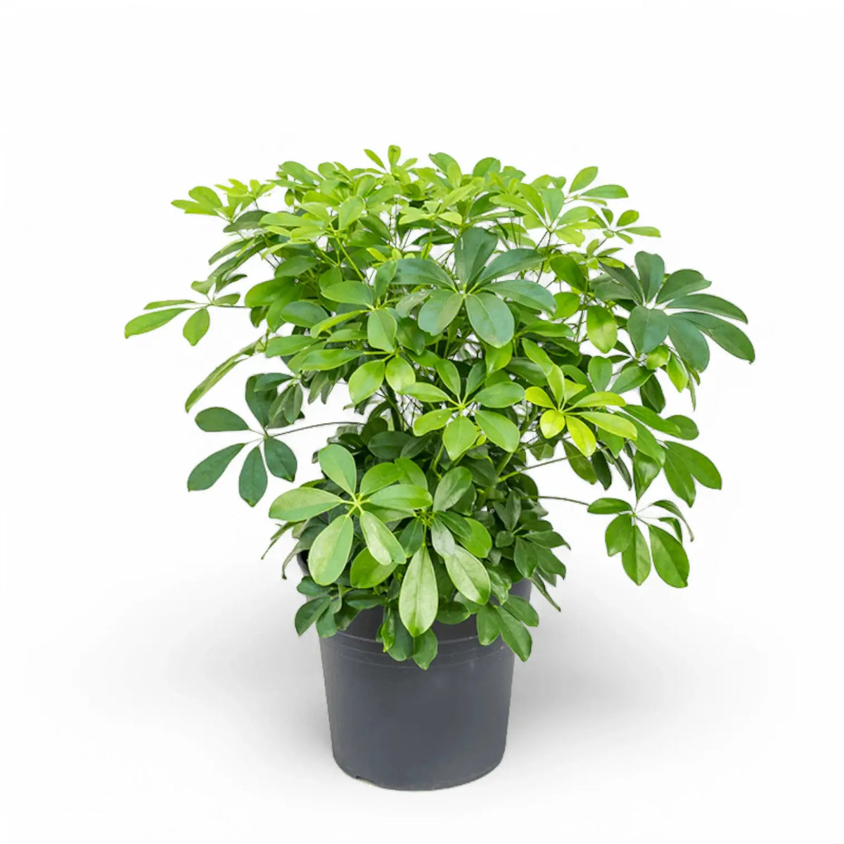 Heptapleurum arboricola 'Compactum' potted plant in nursery pot on white background.