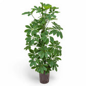 Heptapleurum arboricola 'Compactum' potted plant in nursery pot on white background.