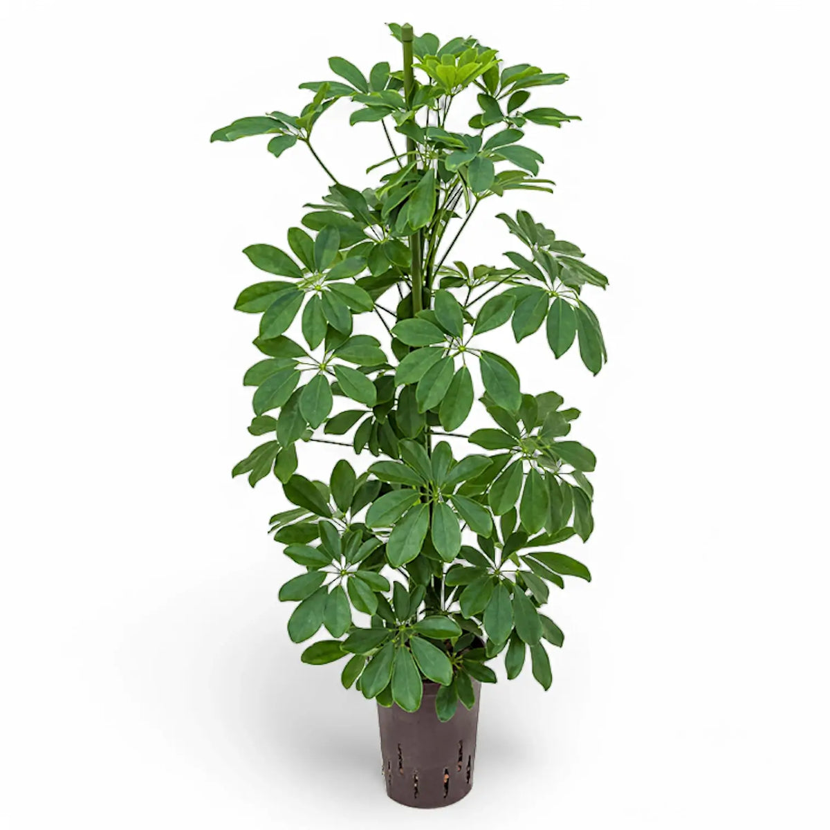 Heptapleurum arboricola 'Compactum' potted plant in nursery pot on white background.