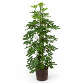 Heptapleurum arboricola 'Compactum' potted plant in nursery pot on white background.