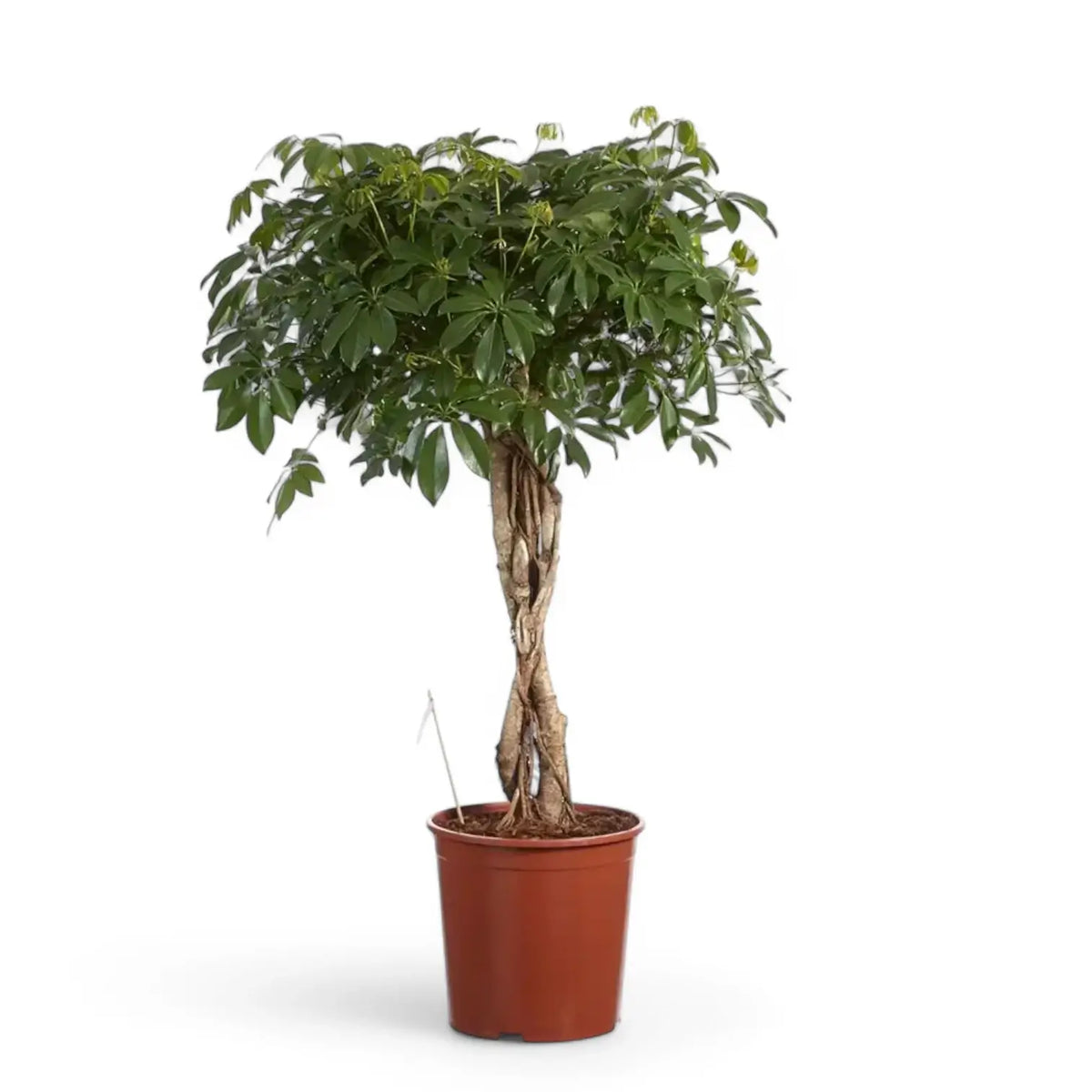 Heptapleurum arboricola 'Compactum' potted plant in nursery pot on white background.