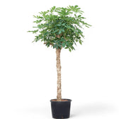 Heptapleurum arboricola 'Compactum' potted plant in nursery pot on white background.