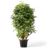 Heptapleurum arboricola 'Compactum' potted plant in nursery pot on white background.