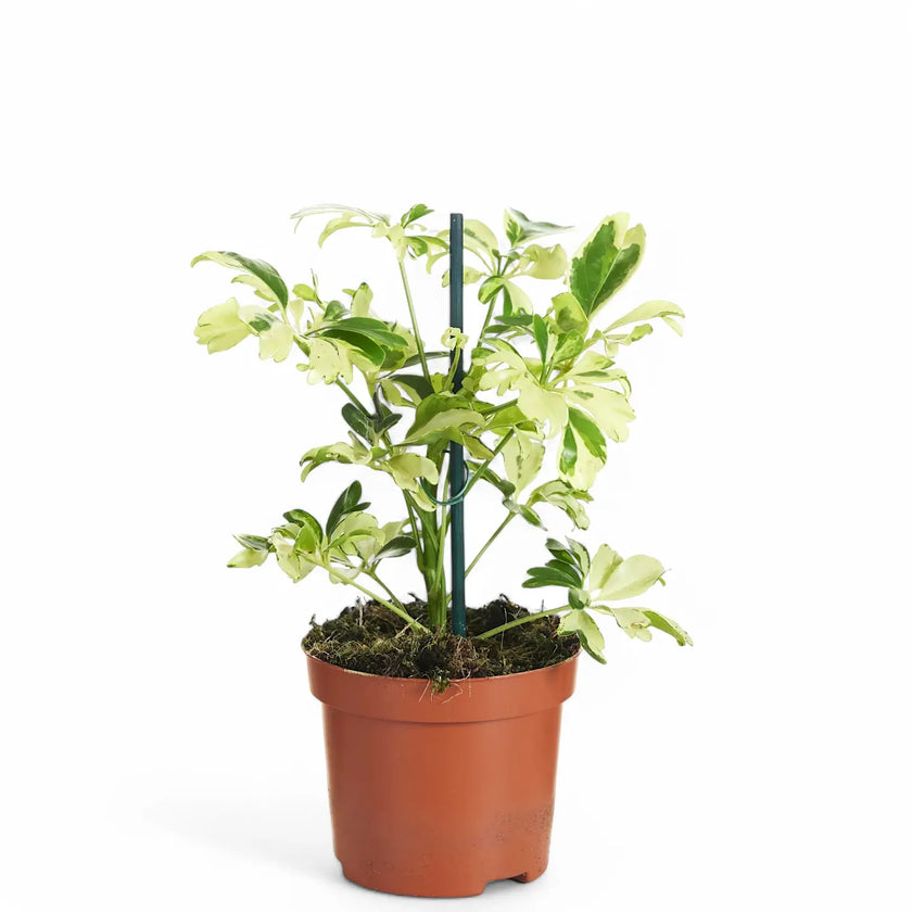 Heptapleurum arboricola 'Janine' Zimmerpflanze im Anzuchttopf vor weißem Hintergrund, Produktfoto 2.