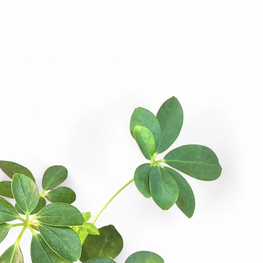 Heptapleurum arboricola 'Luseana' – Blattdetail vor weißem Hintergrund..