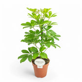 Heptapleurum (Schefflera) arboricola 'Nora' – Zimmerpflanze im Kulturtopf auf weißem Hintergrund, Produktfoto 2.