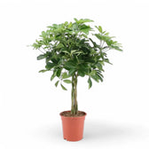 Heptapleurum (Schefflera) arboricola 'Nora' – Zimmerpflanze im Kulturtopf auf weißem Hintergrund, Produktfoto 3.