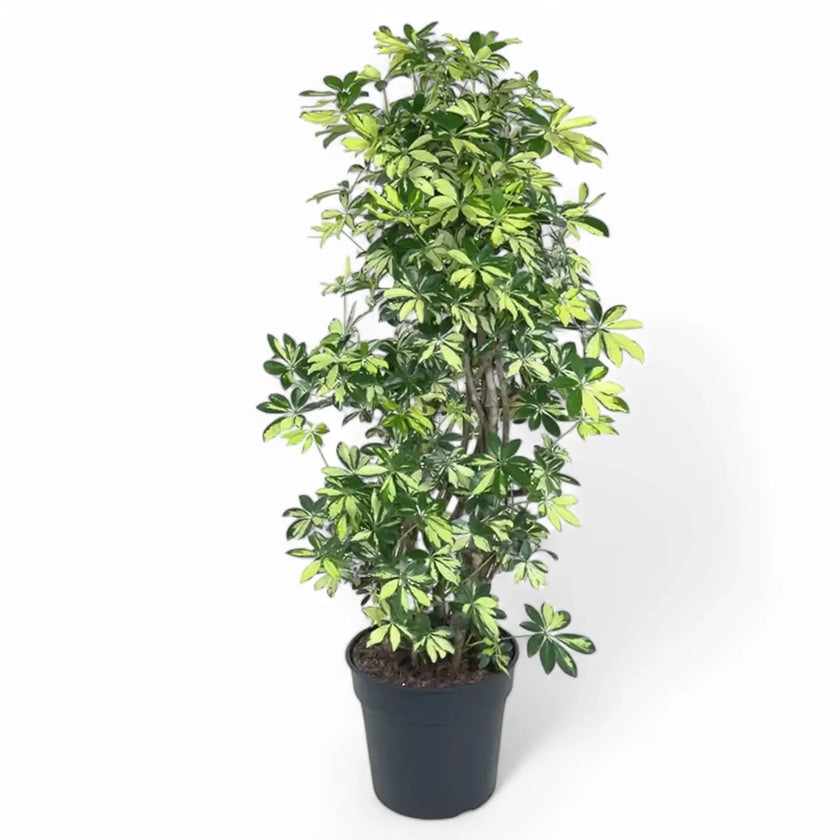 Heptapleurum arboricola 'Trinette' Zimmerpflanze im Anzuchttopf vor weißem Hintergrund, Produktfoto 2.