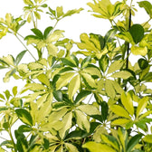 Close-up of 'Charlotte' umbrella plant leaves with irregular cream-and-green variegation