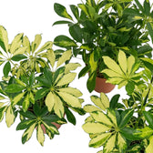 Heptapleurum 'Charlotte' leaf detail showing glossy oval leaflets in green and creamy yellow