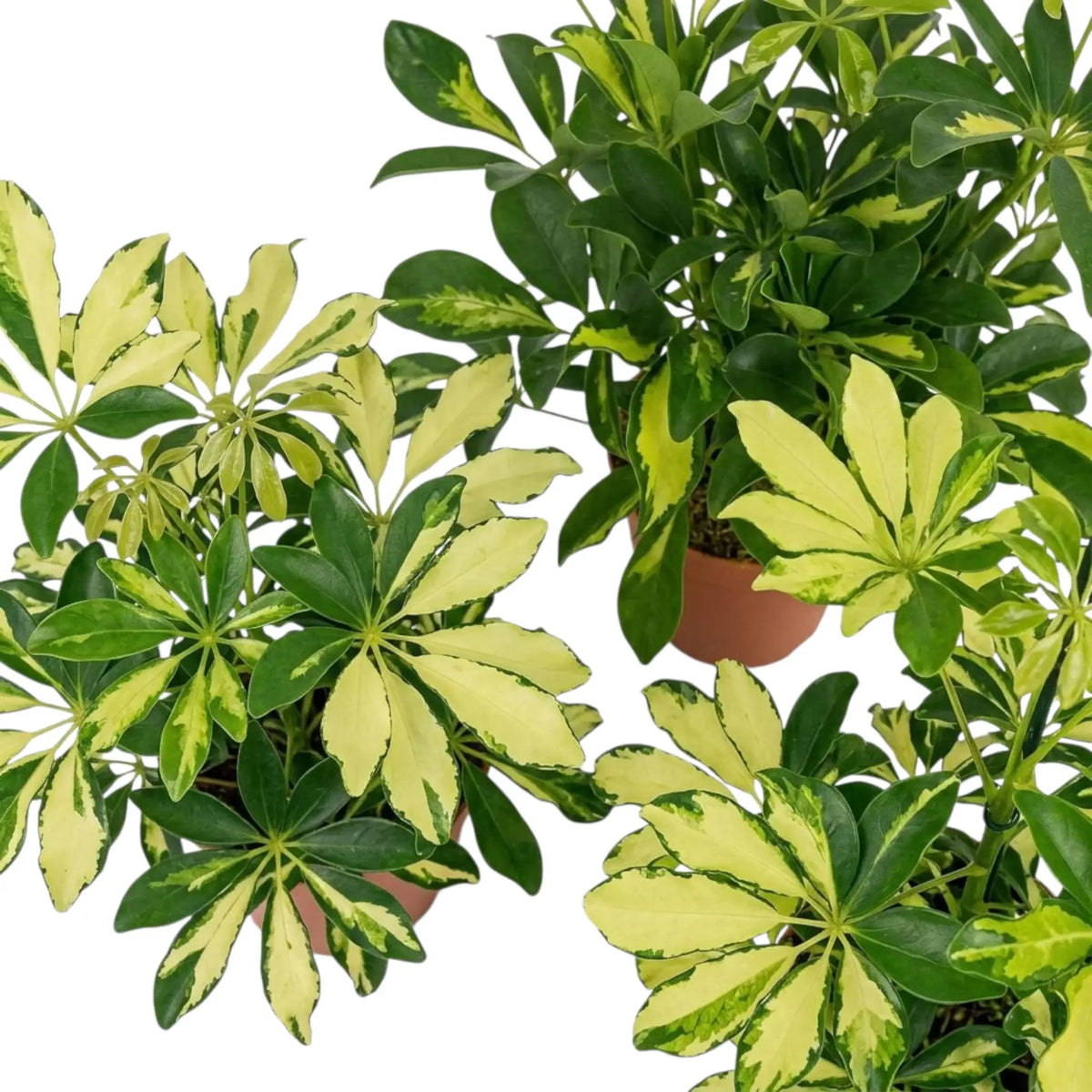 Heptapleurum 'Charlotte' leaf detail showing glossy oval leaflets in green and creamy yellow