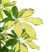 Close-up of Heptapleurum 'Charlotte' glossy leaflets variegated with cream and green