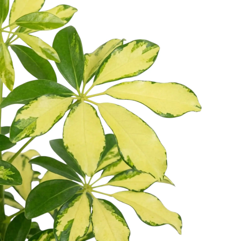 Close-up of Heptapleurum 'Charlotte' glossy leaflets variegated with cream and green
