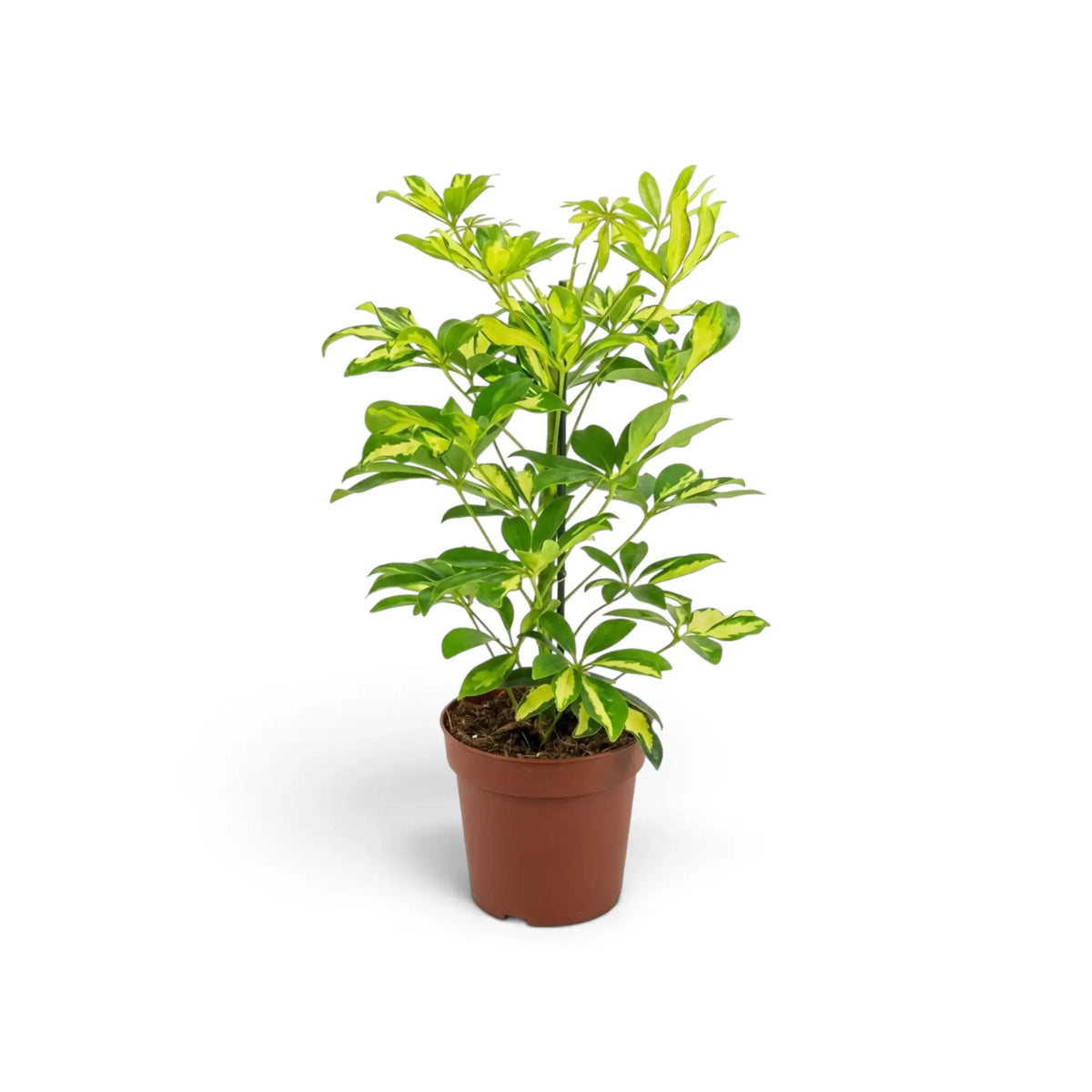 Potted 'Charlotte' umbrella plant with glossy green-and-cream leaflets arranged in radiating clusters