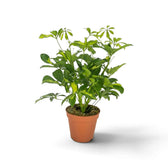 Compact Heptapleurum arboricola 'Charlotte' with irregular cream splashes across glossy green foliage