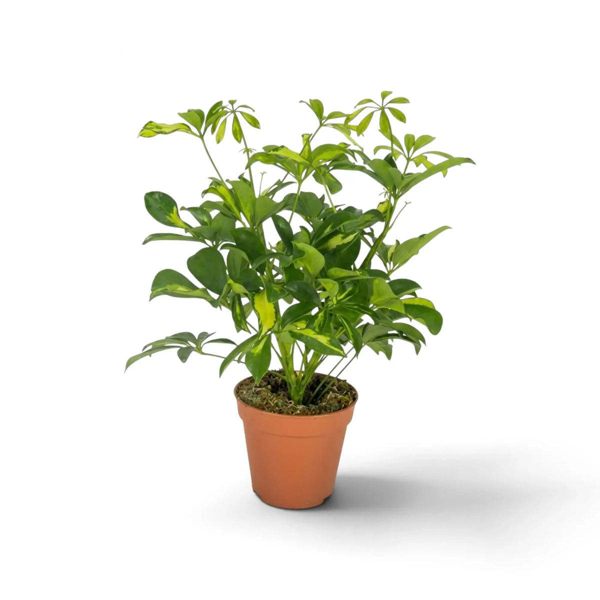 Compact Heptapleurum arboricola 'Charlotte' with irregular cream splashes across glossy green foliage