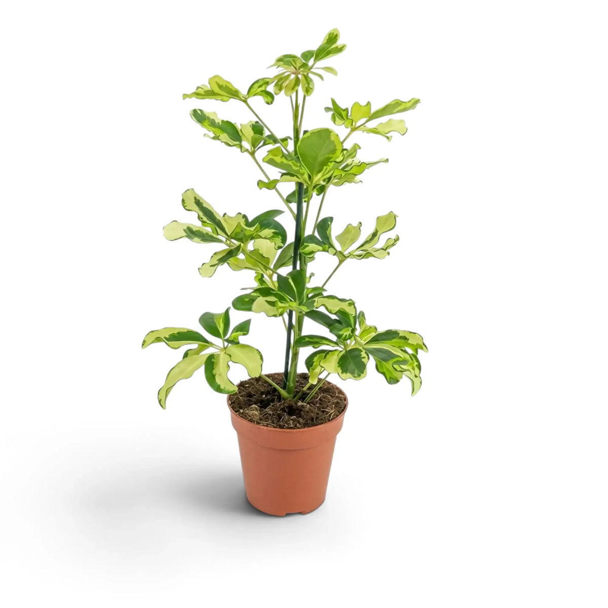 Heptapleurum arboricola 'Charlotte' with compact branching and cream-variegated green leaflets