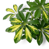 Heptapleurum 'Gold Capella' foliage with radiating green leaflets splashed bright yellow