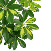 Overlapping Heptapleurum 'Gold Capella' leaves with yellow-centred and solid green leaflets