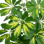 Close view of Heptapleurum 'Gold Capella' leaf clusters with irregular yellow and green patterns
