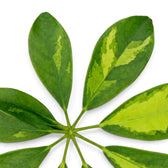 Heptapleurum arboricola 'Gold Capella' leaf with uneven yellow patches on green leaflets