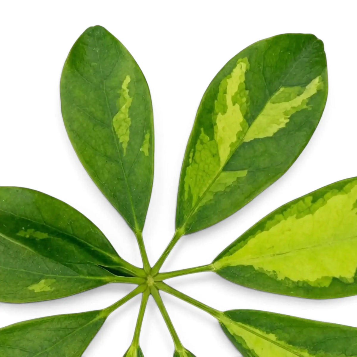Heptapleurum arboricola 'Gold Capella' leaf with uneven yellow patches on green leaflets