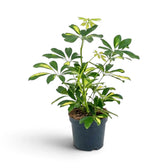 Tall Heptapleurum 'Gold Capella' in a dark nursery pot with yellow-variegated leaf clusters