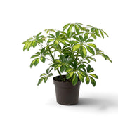 Bushy Heptapleurum 'Gold Capella' in a dark pot with dense green and yellow foliage