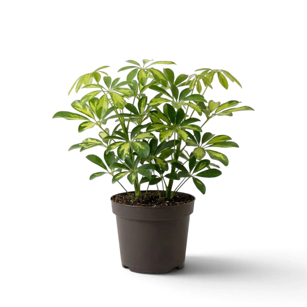 Compact Heptapleurum 'Gold Capella' with a rounded crown of green and yellow leaves in a dark pot