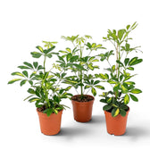 Three Heptapleurum 'Gold Capella' plants in brown pots showing different heights and branching