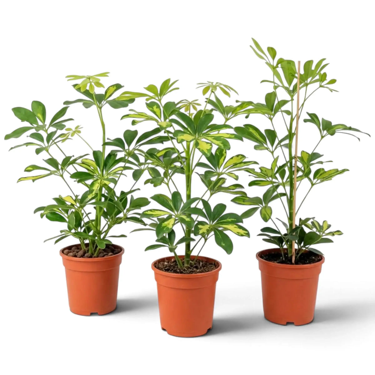 Three potted Heptapleurum 'Gold Capella' plants with spreading, yellow-variegated foliage