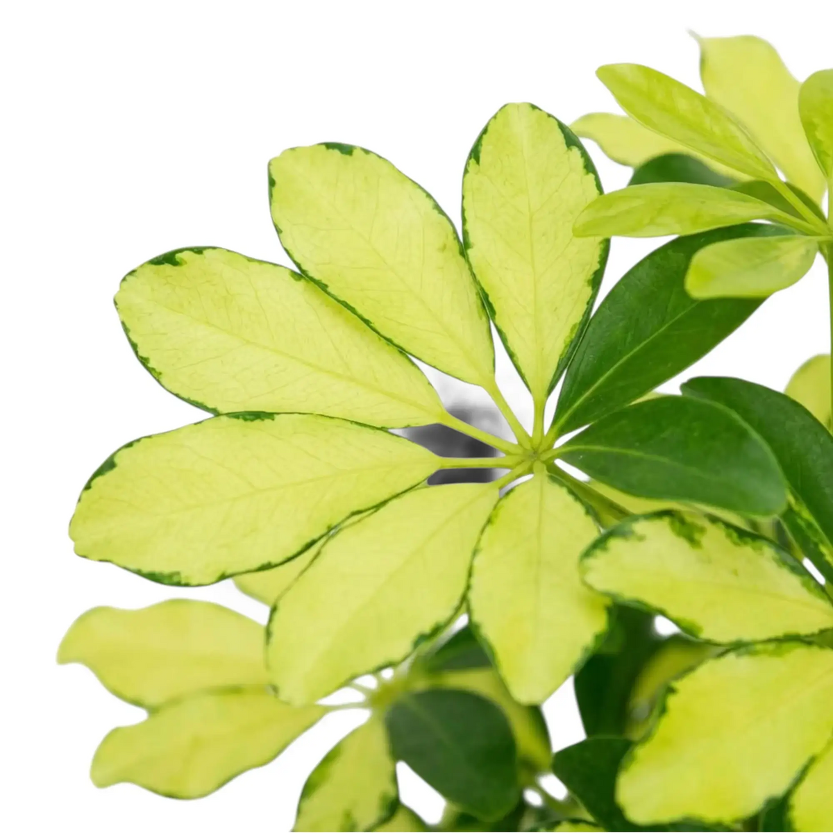 Nahaufnahme von Heptapleurum ‘Melanie’ mit Marmorierung in Creme und Gelb auf dunkelgrünen Blättchen