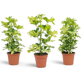 Heptapleurum arboricola ‘Melanie’ im Kulturtopf mit marmorierten Blättchen in Gelb, Creme und Dunkelgrün