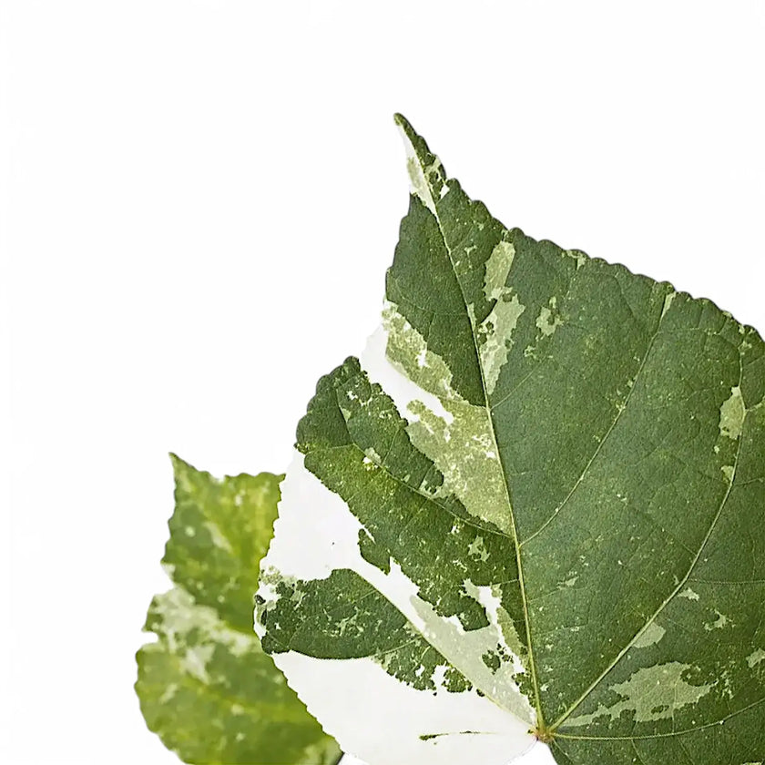 Hibiscus tiliaceus variegata – Blattdetail vor weißem Hintergrund..