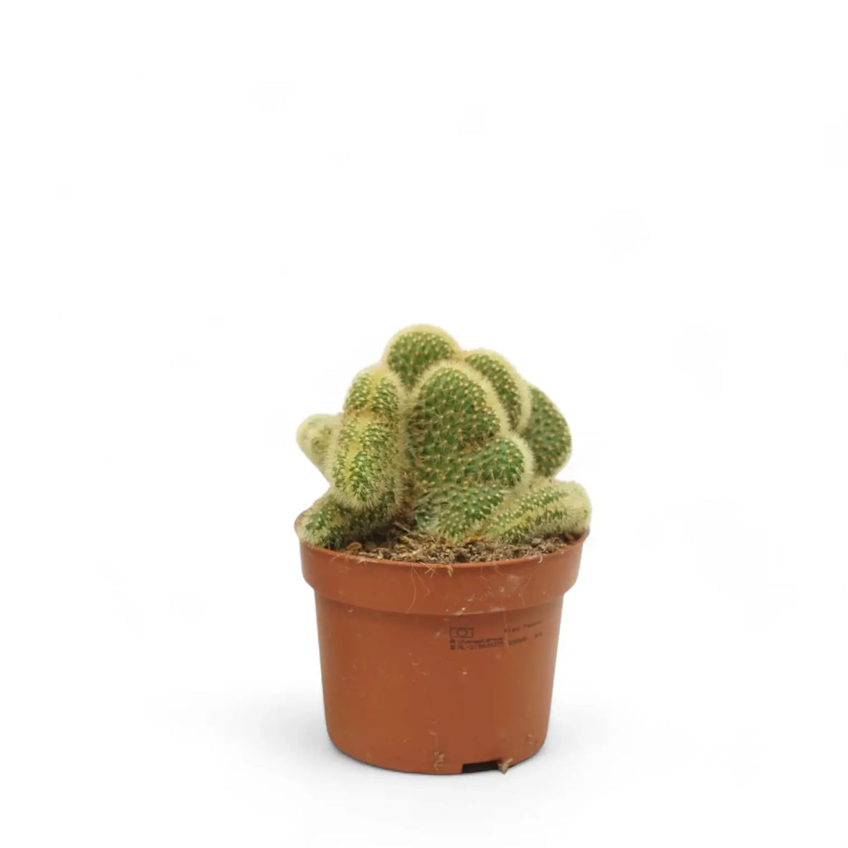 Hildewintera aureispina f. crestata Zimmerpflanze im Anzuchttopf vor weißem Hintergrund, Produktfoto 2.