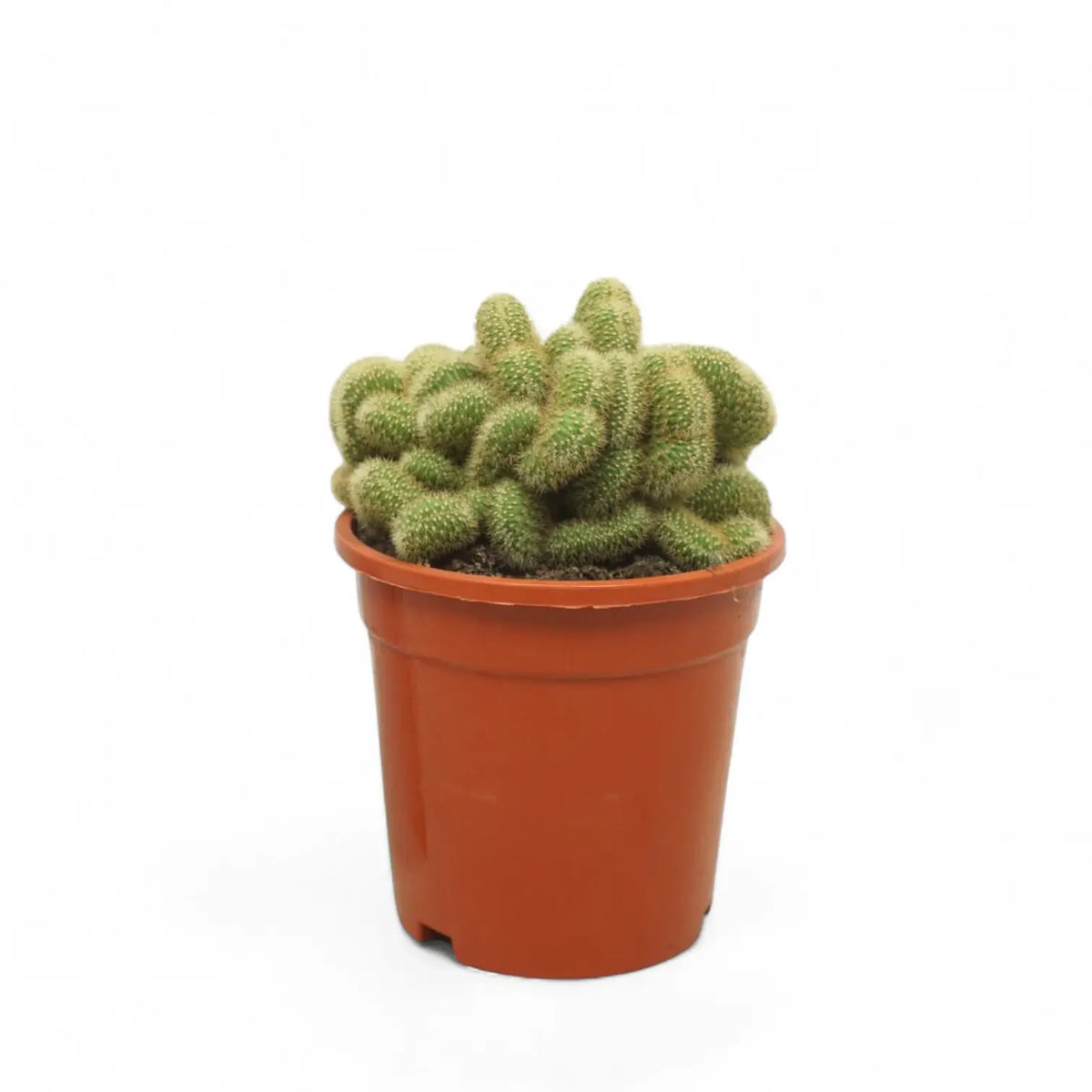 Hildewintera aureispina f. crestata Zimmerpflanze im Anzuchttopf vor weißem Hintergrund, Produktfoto 3.
