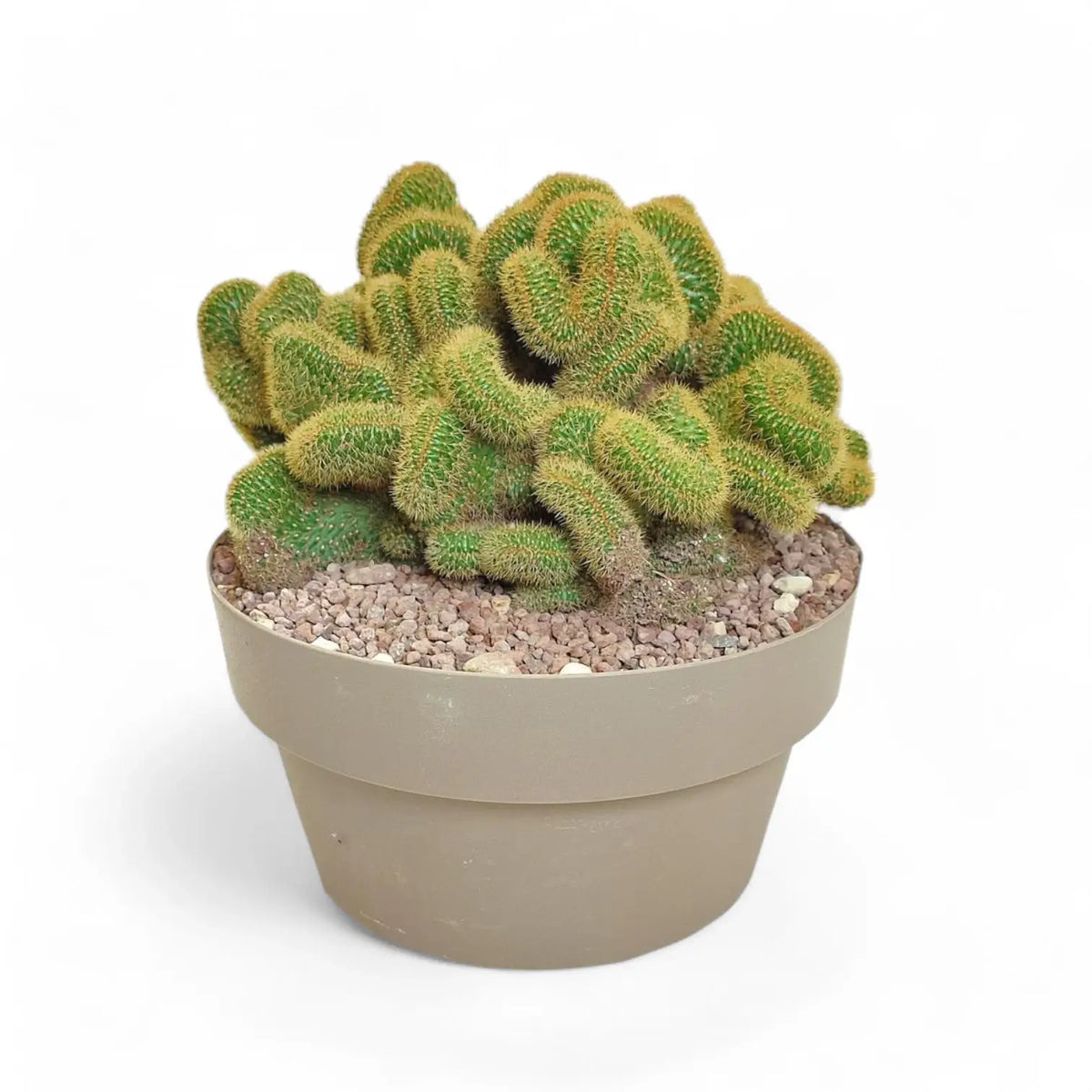 Hildewintera aureispina f. crestata Zimmerpflanze im Anzuchttopf vor weißem Hintergrund, Produktfoto 4.