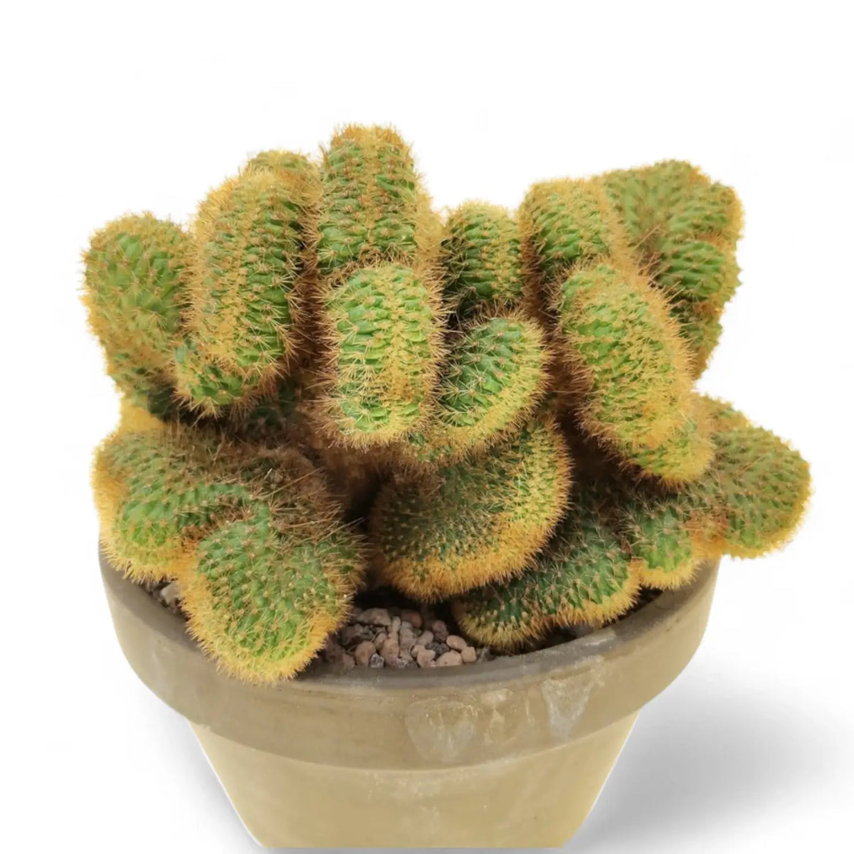 Hildewintera aureispina f. crestata Zimmerpflanze im Anzuchttopf vor weißem Hintergrund, Produktfoto 5.