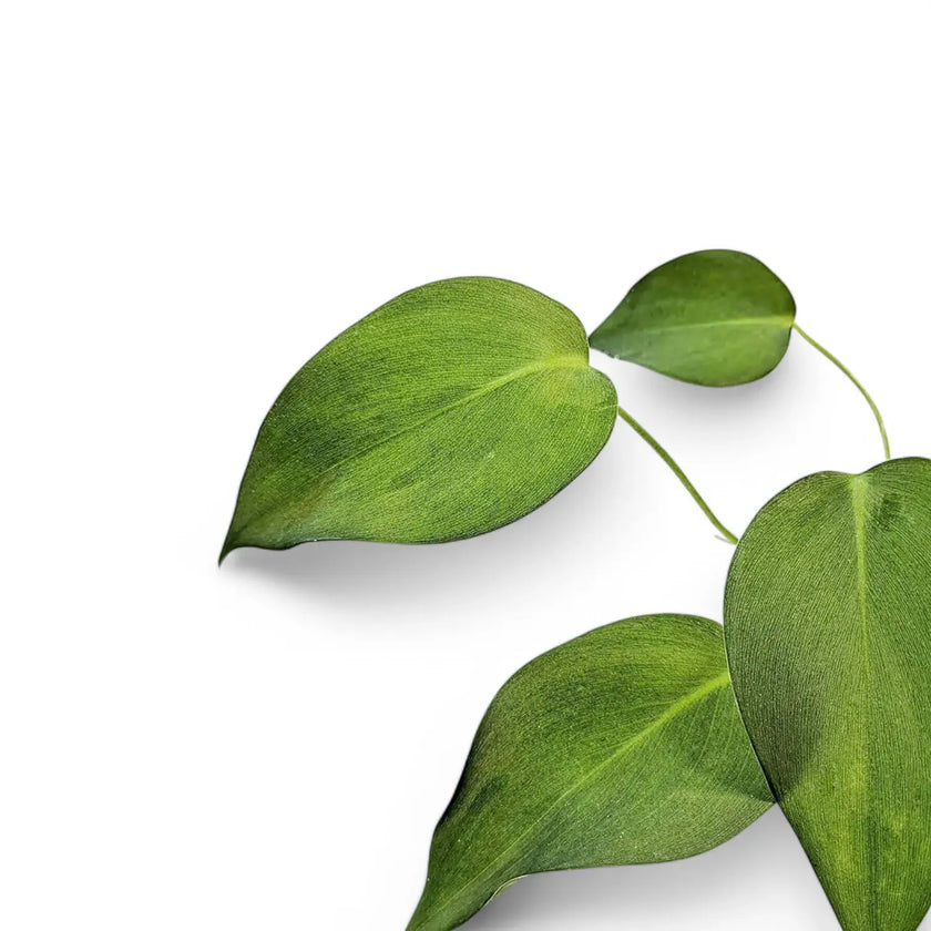 Homalomena havilundii – Blattdetail vor weißem Hintergrund..