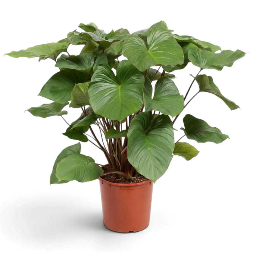 Homalomena rubescens ‘Maggy’ with glossy heart-shaped leaves on red-toned petioles