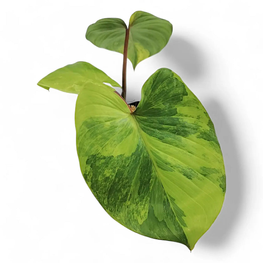 Homalomena rubescens 'Aurea Variegata' Zimmerpflanze im Anzuchttopf vor weißem Hintergrund, Produktfoto 2.