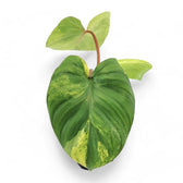 Homalomena rubescens 'Aurea Variegata' potted plant in nursery pot on white background.