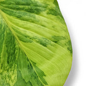 Homalomena rubescens 'Aurea Variegata' potted plant in nursery pot on white background.