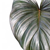 Homalomena rubescens 'Black emerald' ('Dark') close-up of leaf on white background.