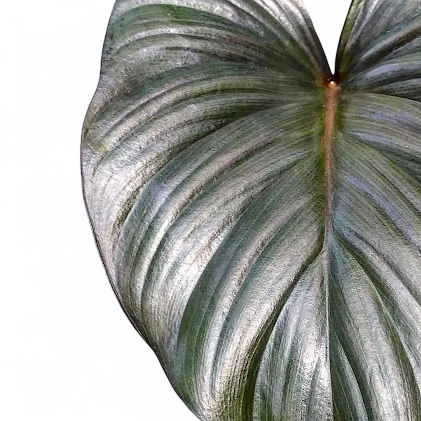 Homalomena rubescens 'Black emerald' ('Dark') – Blattdetail vor weißem Hintergrund..