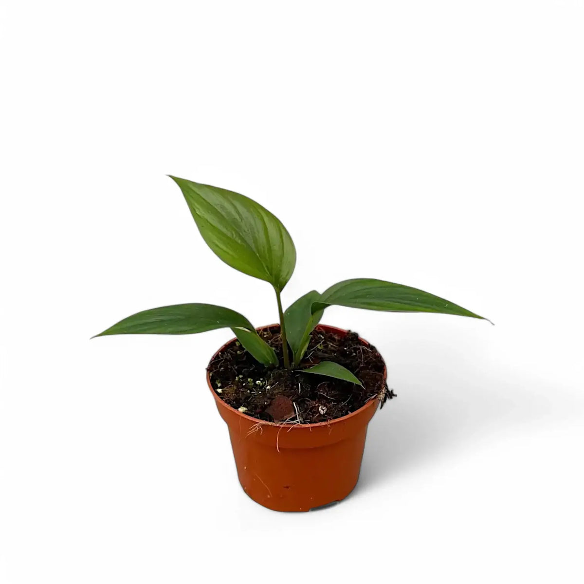 Homalomena rubescens 'Black emerald' ('Dark') potted plant in nursery pot on white background.