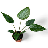 Homalomena rubescens 'Black emerald' ('Dark') potted plant in nursery pot on white background.