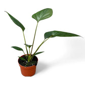 Homalomena rubescens 'Black emerald' ('Dark') potted plant in nursery pot on white background.