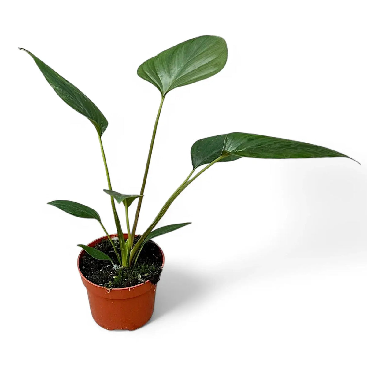 Homalomena rubescens 'Black emerald' ('Dark') potted plant in nursery pot on white background.