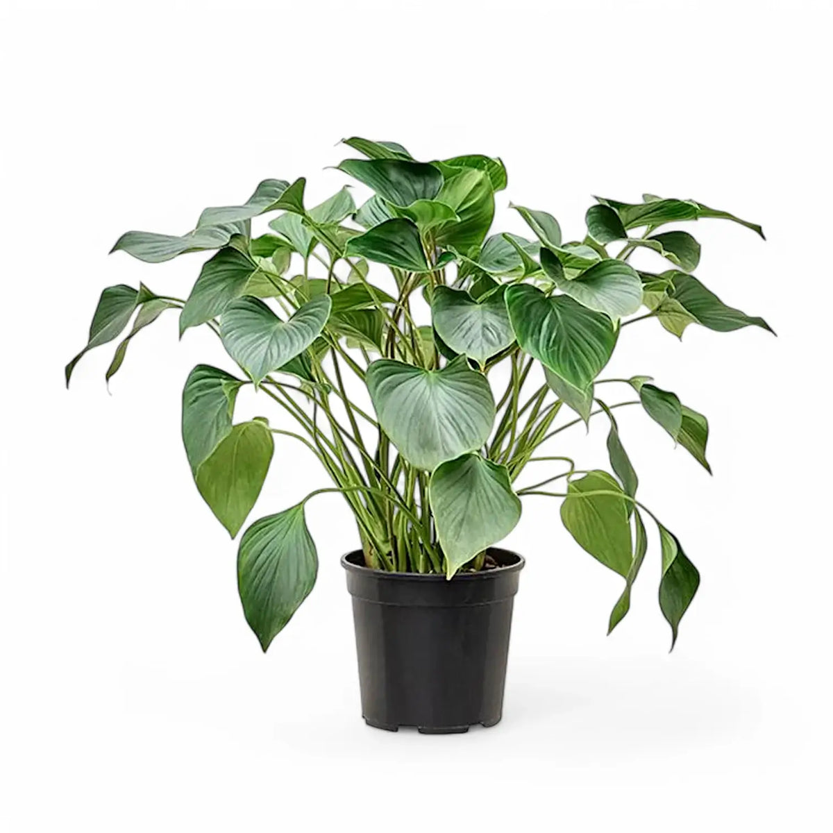 Homalomena rubescens ‘Emerald gem’ potted plant in nursery pot on white background.